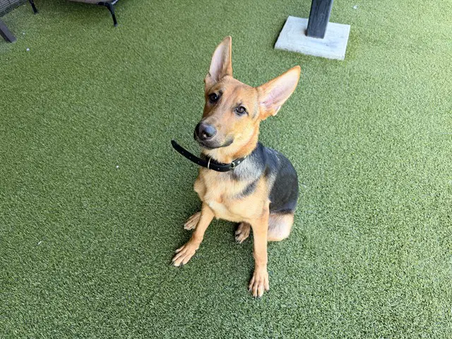 Oscar - German Shepherd Dog