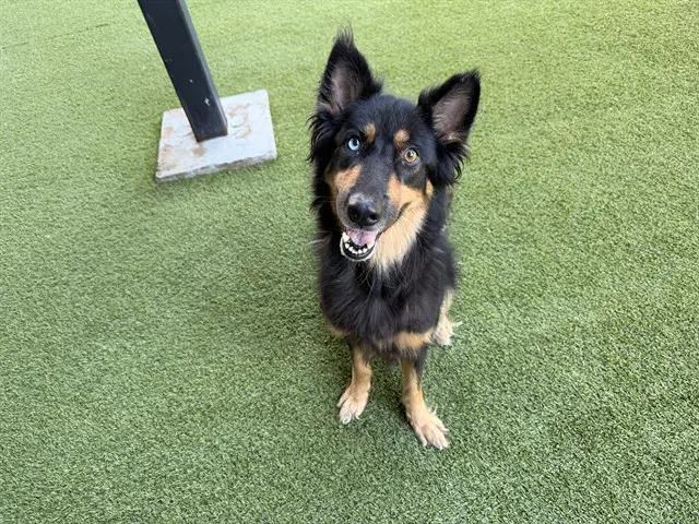 Gorda - German Shepherd Dog