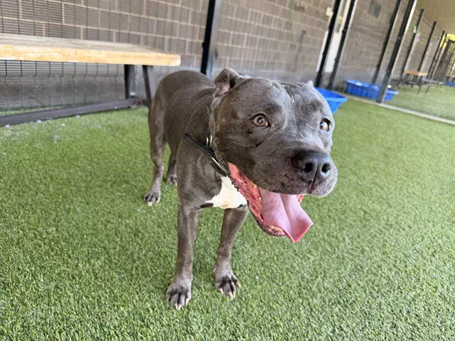 Ash - American Pit Bull Terrier