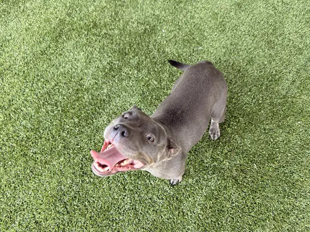 Stormie - American Staffordshire Terrier