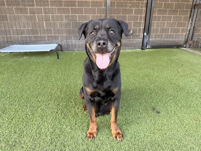 Randy - Rottweiler