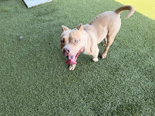 May - American Pit Bull Terrier
