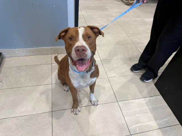 Bently - Pit Bull Terrier
