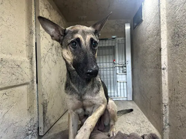 Lily Pad - German Shepherd Dog