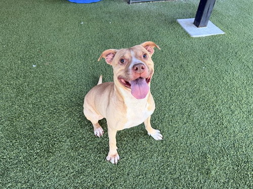 CARLOS, a dog for adoption from Garland Animal Services