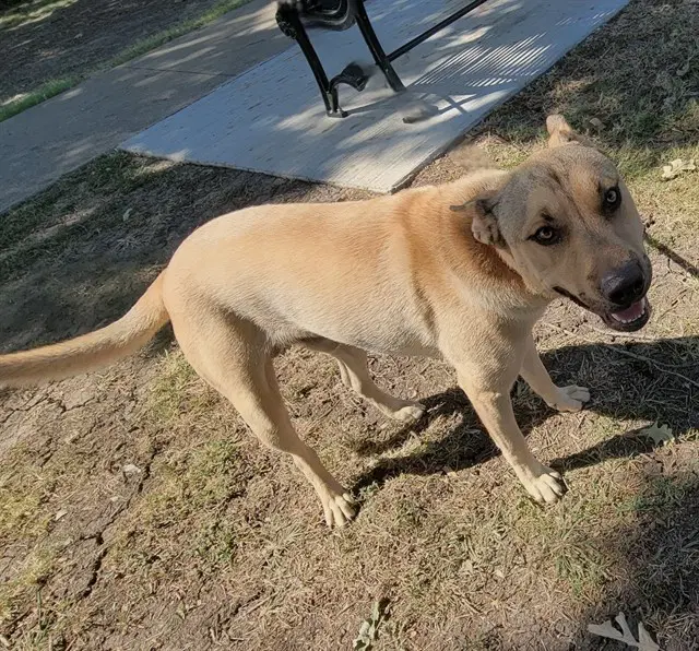 Mi Amor - German Shepherd Dog