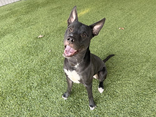 picture of the dog needing adoption