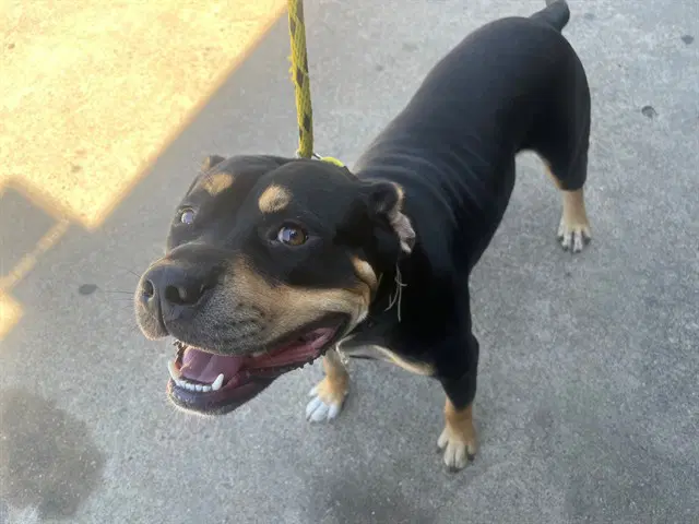 Ricky - Rottweiler