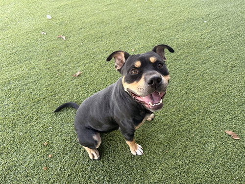 picture of the dog needing adoption