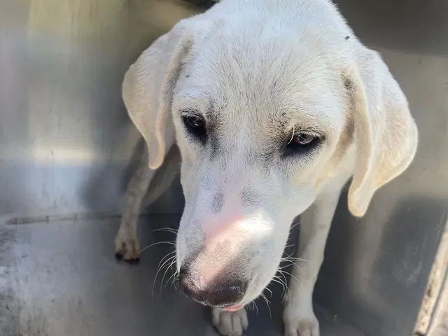 Marshmellow - Labrador Retriever