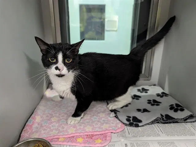 Oakley - Domestic Short Hair