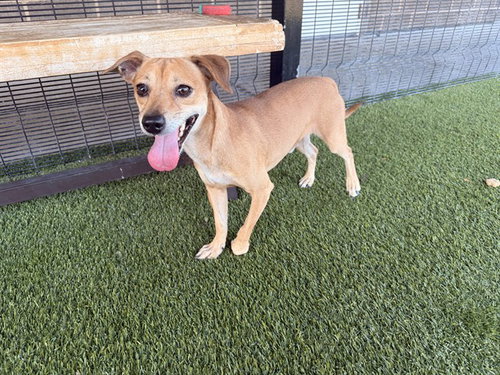 picture of the dog needing adoption