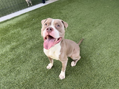 picture of the dog needing adoption