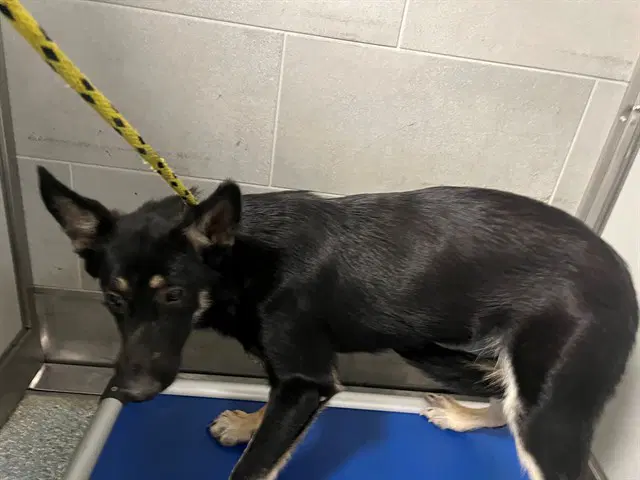 Gunner - German Shepherd Dog