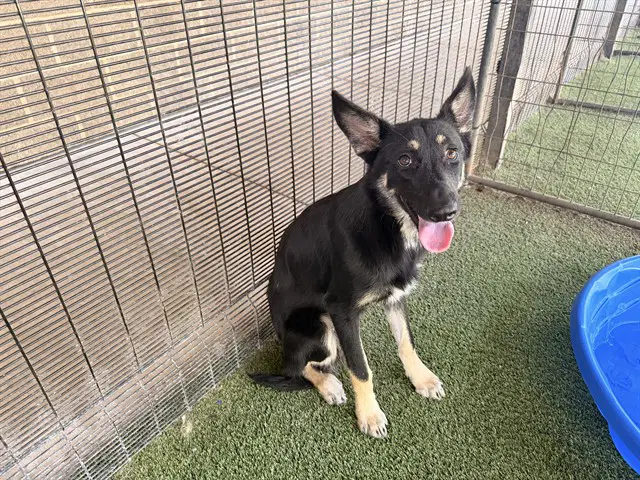 Gunner - German Shepherd Dog