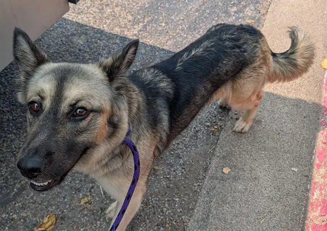 Baybe - German Shepherd Dog