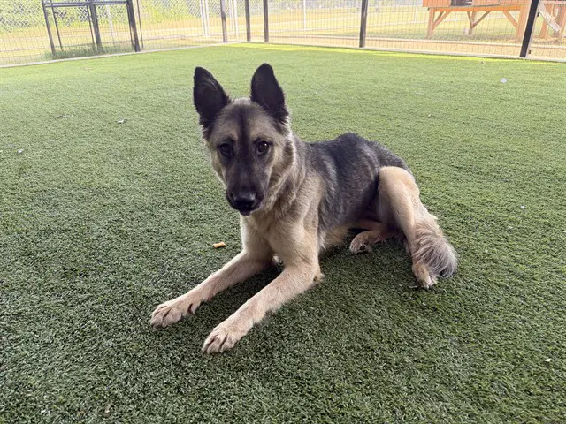Baybe - German Shepherd Dog