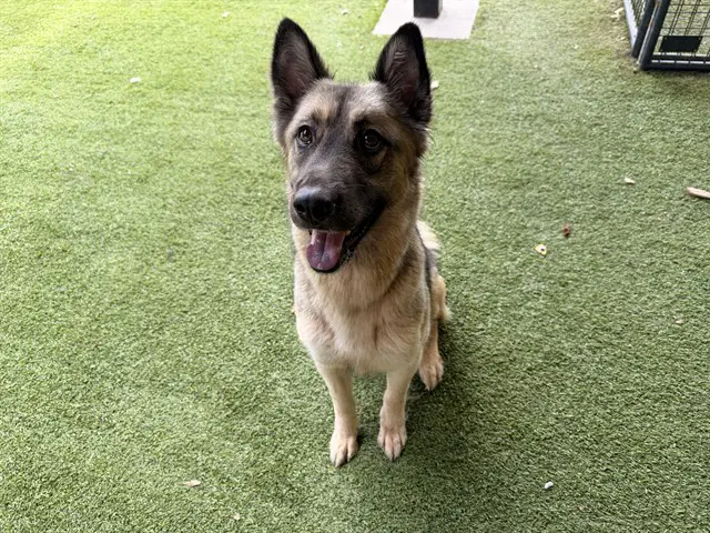 Baybe - German Shepherd Dog