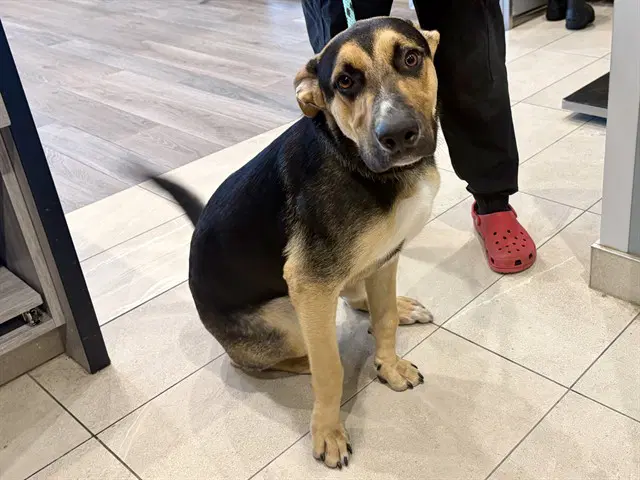 Charlee - German Shepherd Dog