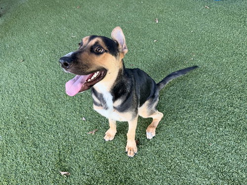 picture of the dog needing adoption
