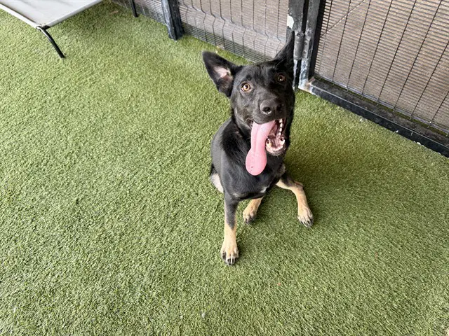 Arlo - German Shepherd Dog