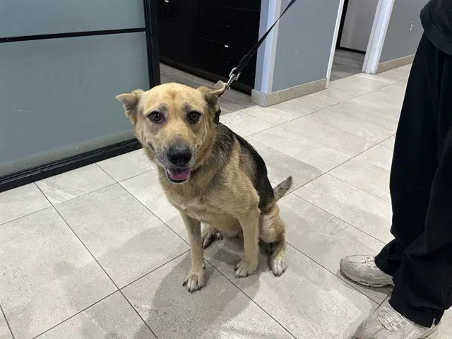 Tayla - German Shepherd Dog