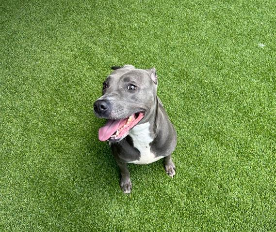 Cherry - Staffordshire Bull Terrier