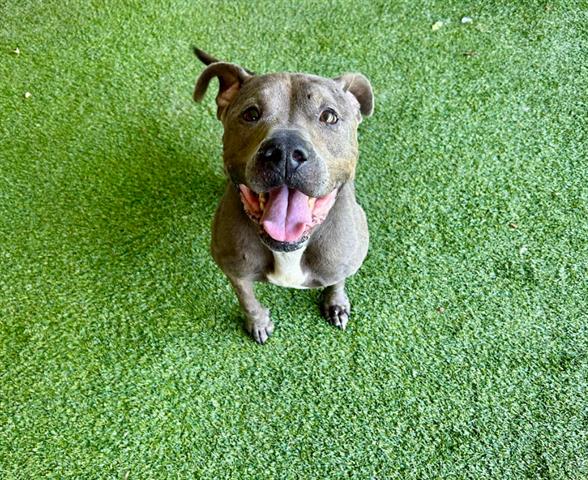 Billie - Pit Bull Terrier