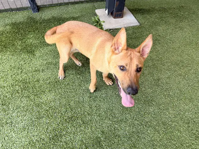 R Jr - Carolina Dog