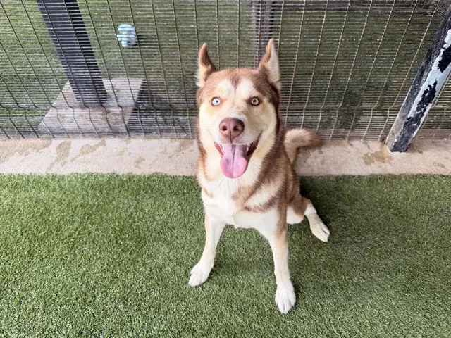 Valto - Siberian Husky