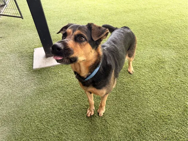 Niklaus - German Shepherd Dog