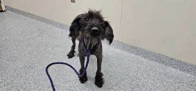 Mocha - Miniature Schnauzer