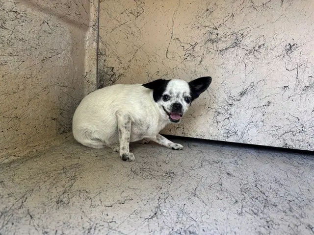 Millie - Chihuahua