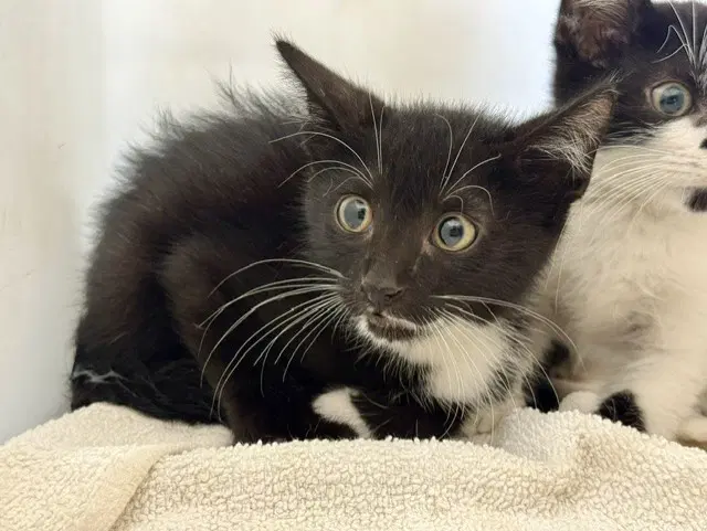 Peaches - Domestic Short Hair
