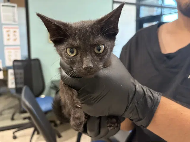 Ink - Domestic Short Hair