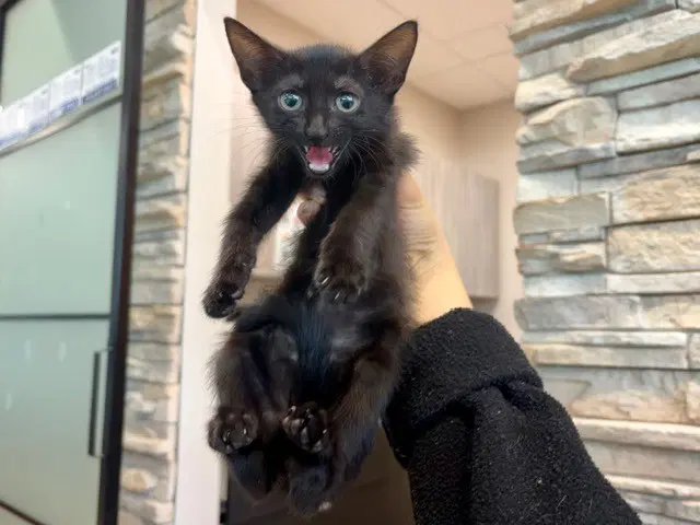 Boop Boop - Domestic Short Hair