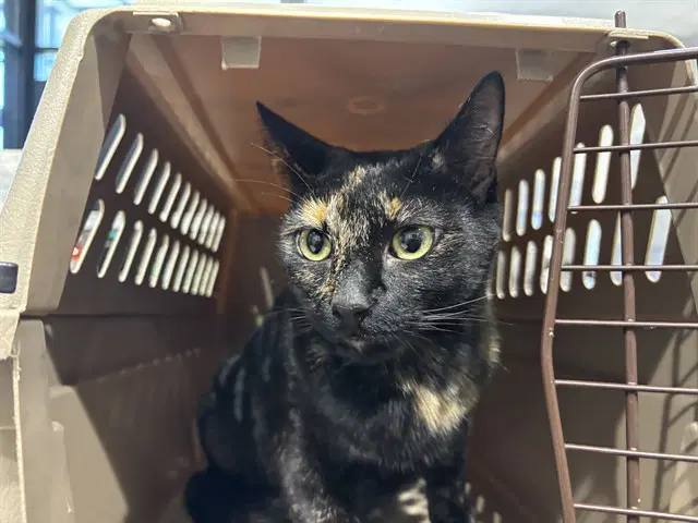Callie image 1