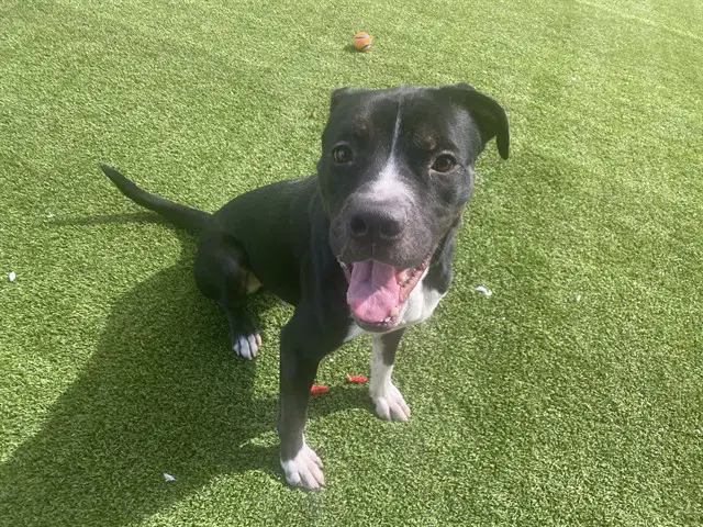 Rocky - American Bulldog