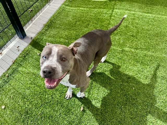 Cheesey - Pit Bull Terrier