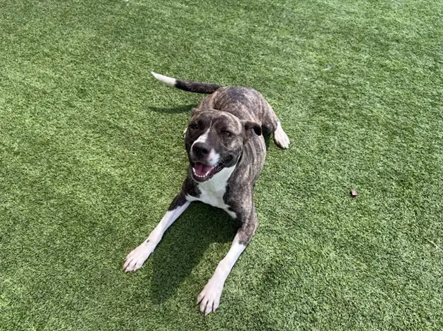 Lucky - Dutch Shepherd