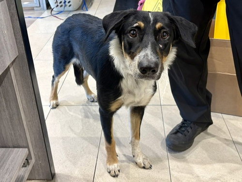 picture of the dog needing adoption