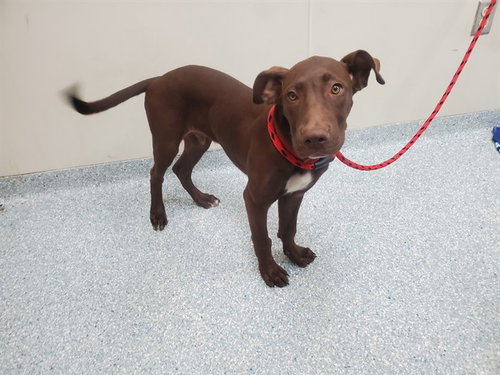 picture of the dog needing adoption