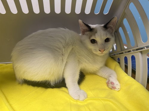 picture of the cat needing adoption