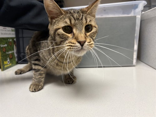 picture of the cat needing adoption