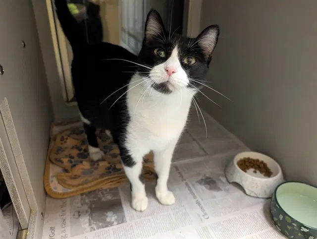 Nadia - Domestic Short Hair