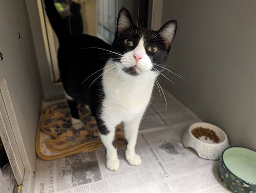picture of the cat needing adoption