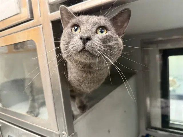 Smoke - Domestic Short Hair