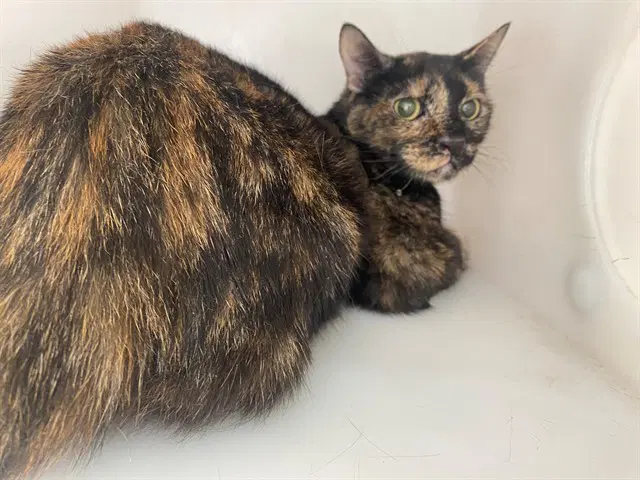 Peanut - Domestic Short Hair