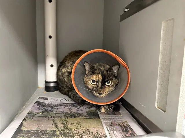 Annie - Domestic Short Hair