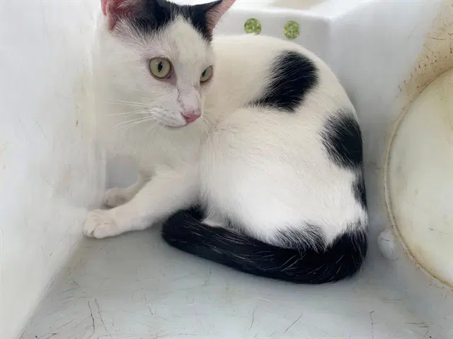 Pippy - Domestic Short Hair